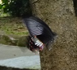 The butterfly that laid the eggs photo